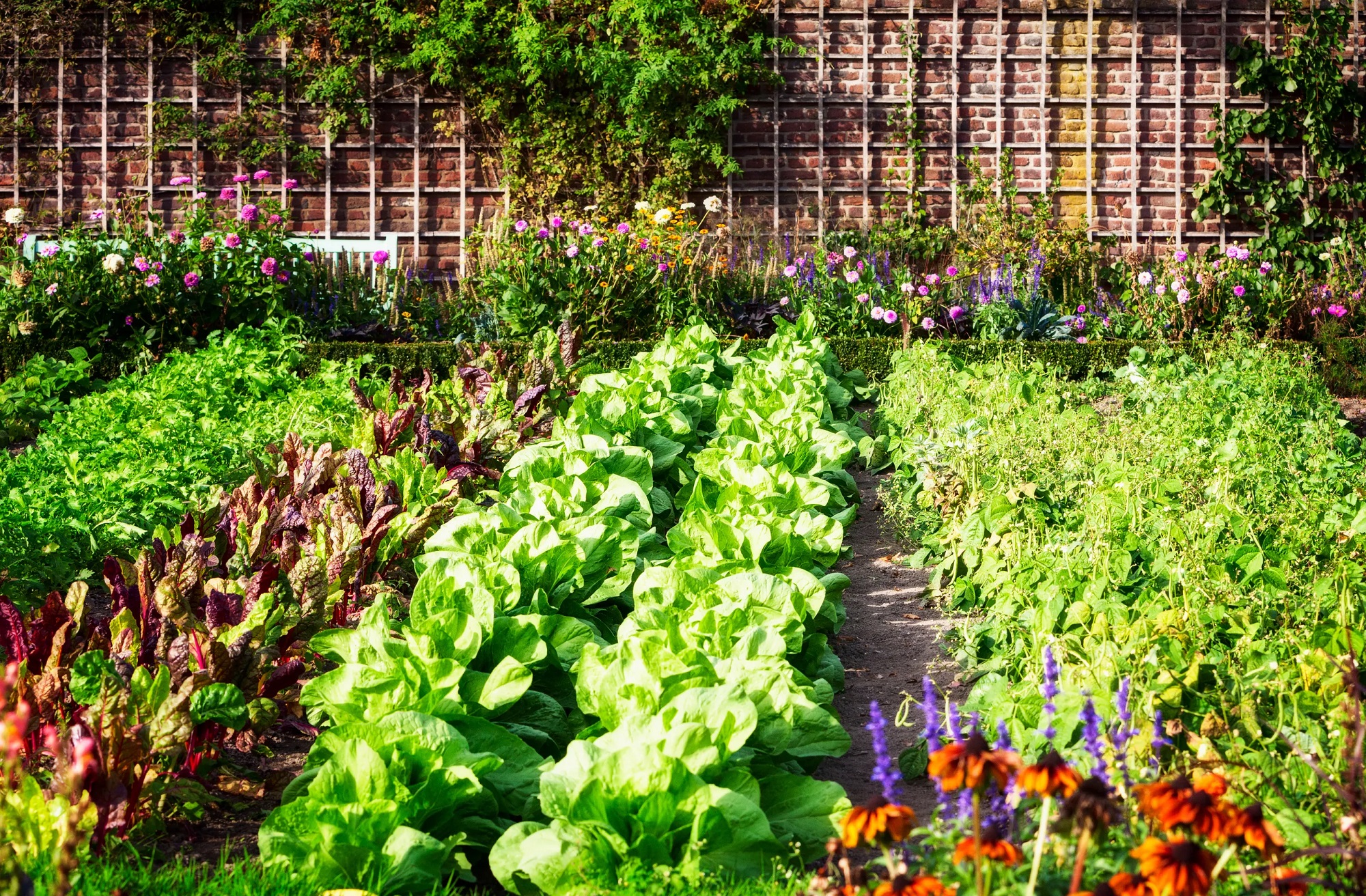 Growing Your Own Vegetables: Step-by-Step